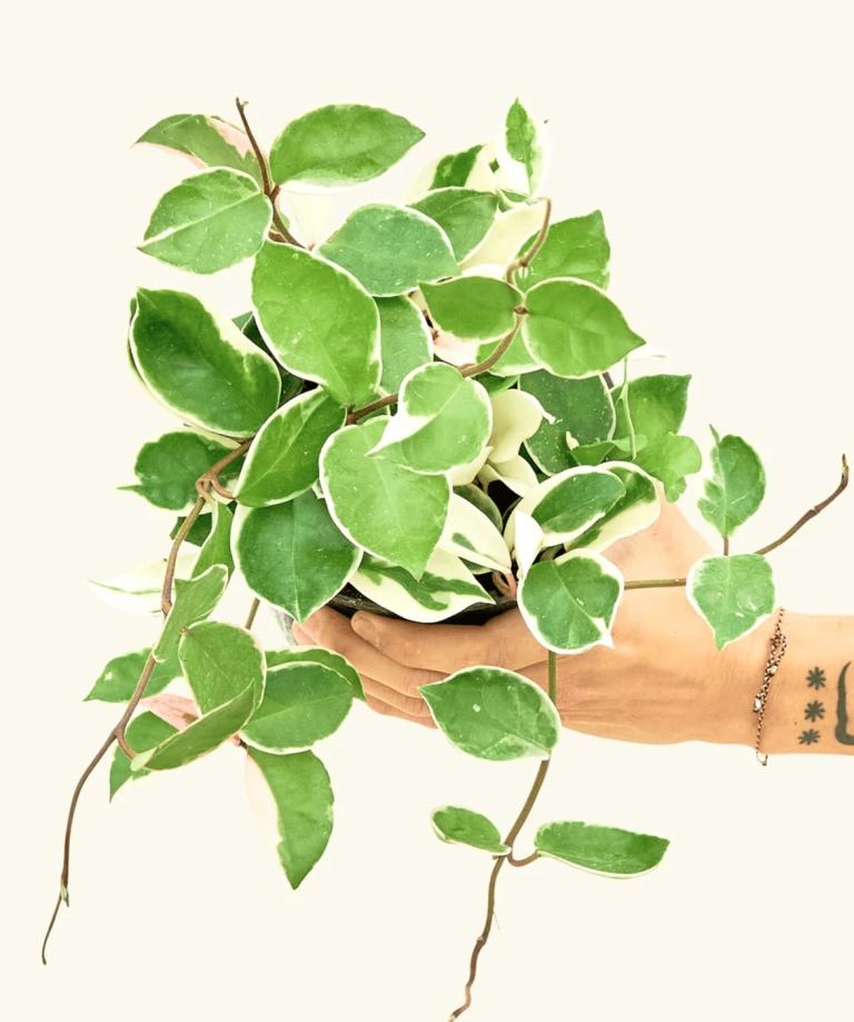 hoya plant